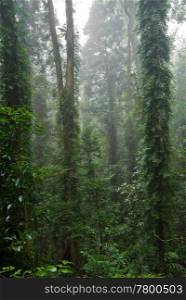 the beauty of nature in the dorrigo world heritage rainforest on a foggy day. rain forest