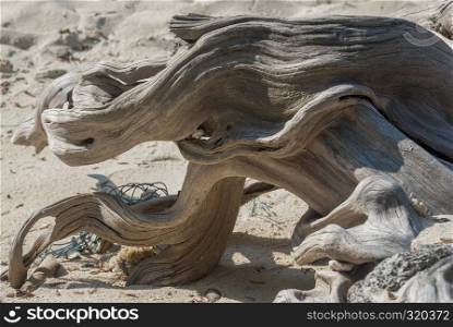 The beauty of the old timber on the beach