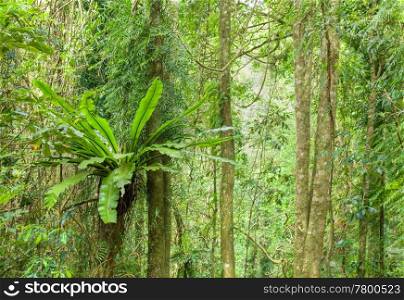 the beauty of the rainforest trees in dorrigo world heritage area. rainforest trees
