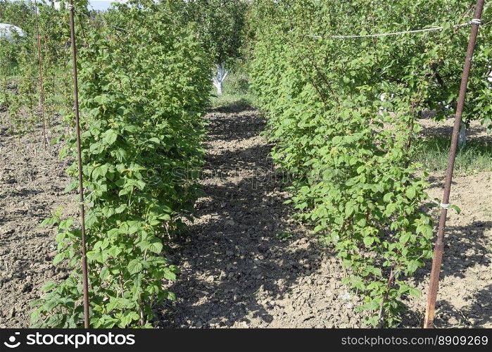 The beds raspberries. The stems of raspberries on a trellis Squirting. Growing raspberries in the garden.. The beds raspberries. The stems of raspberries on a trellis Squirting. Growing raspberries in the garden