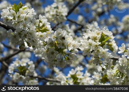 the bee collects nectar from a branch of the blossoming sweet cherry, close up