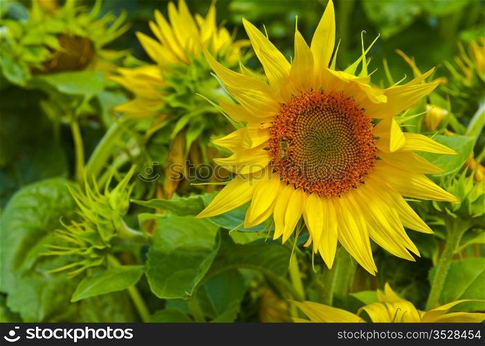 The Bee Collects Nectar from Sunflower