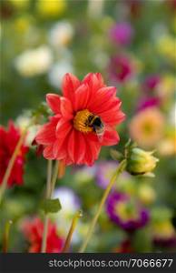 The bee collects pollen from red bloom. A bug pollinates a beautiful red flower in the garden.