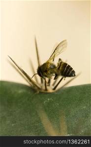 The bee dies with a pointed spike.
