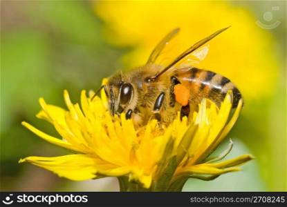 the bee is working on dandelion flower