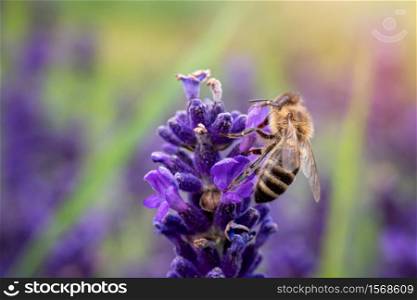 The bee pollinates the lavender flowers.