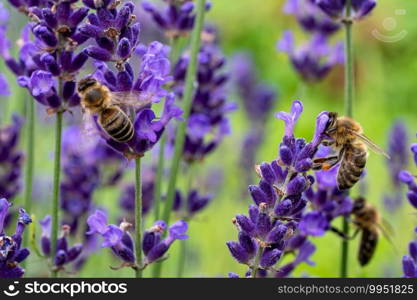 The bee pollinates the lavender flowers.