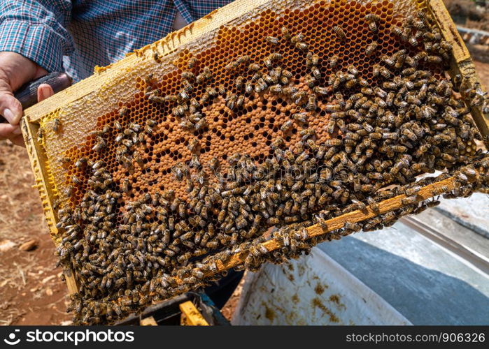 The beekeeper keeps honeycombs with bees that work, collecting honey.