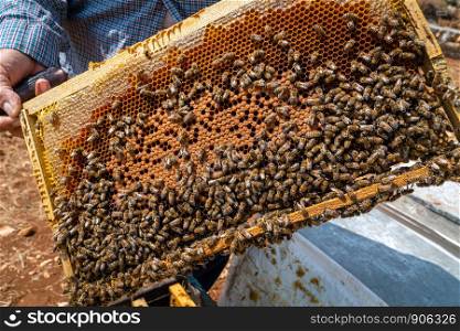 The beekeeper keeps honeycombs with bees that work, collecting honey.