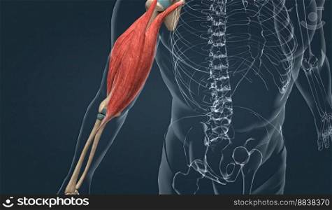 The biceps braχi has both long and short heads both of which conver≥to insert in the forearm as a sing≤tendon. Thisμsc≤is biarticular, crossing both the shoulder and the elbow, and has important functions in not only f≤xion, but suπnation of the forearm as well 3d illustration. Musc≤of the upper arm
