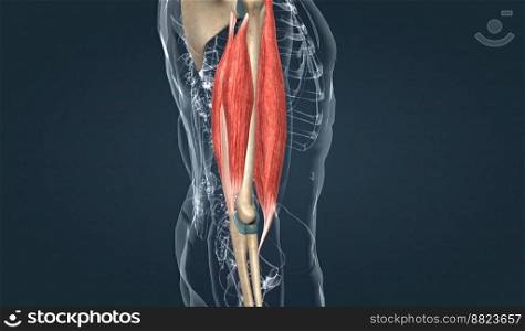 The biceps brachii has both long and short heads both of which converge to insert in the forearm as a single tendon. This muscle is biarticular, crossing both the shoulder and the elbow, and has important functions in not only flexion, but supination of the forearm as well 3d illustration. Muscle of the upper arm