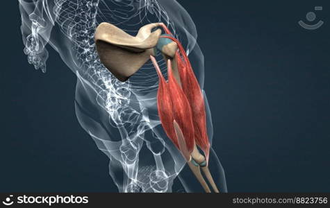 The biceps brachii has both long and short heads both of which converge to insert in the forearm as a single tendon. This muscle is biarticular, crossing both the shoulder and the elbow, and has important functions in not only flexion, but supination of the forearm as well 3d illustration. Muscle of the upper arm