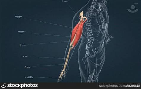 The biceps brachii has both long and short heads both of which converge to insert in the forearm as a single tendon. This muscle is biarticular, crossing both the shoulder and the elbow, and has important functions in not only flexion, but supination of the forearm as well 3d illustration. Muscle of the upper arm