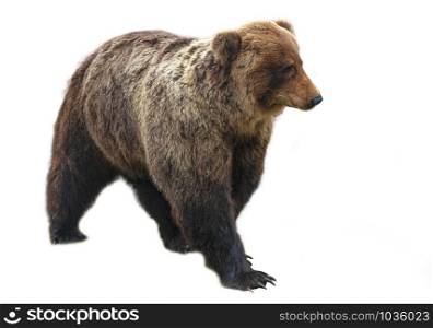 The Big brown bear isolated on white background. Big brown bear isolated on white background