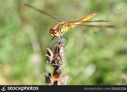 The big dragonfly has sat down on the dried up flower against wood