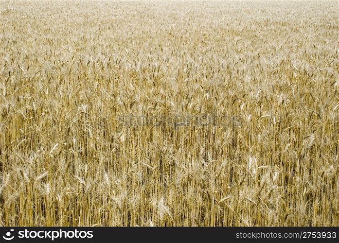 The big field of ripened wheat