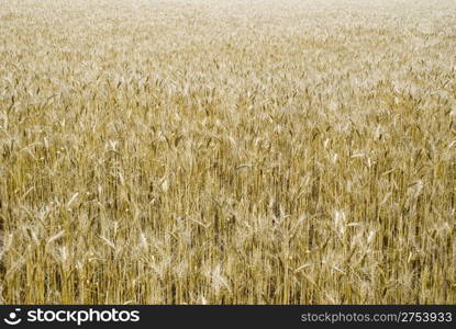 The big field of ripened wheat