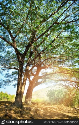 The big old tree of samanca saman tree in summer daylight
