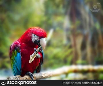 The Big red parrot Red-and-green Macaw, Ara chloroptera, sitting on the branch