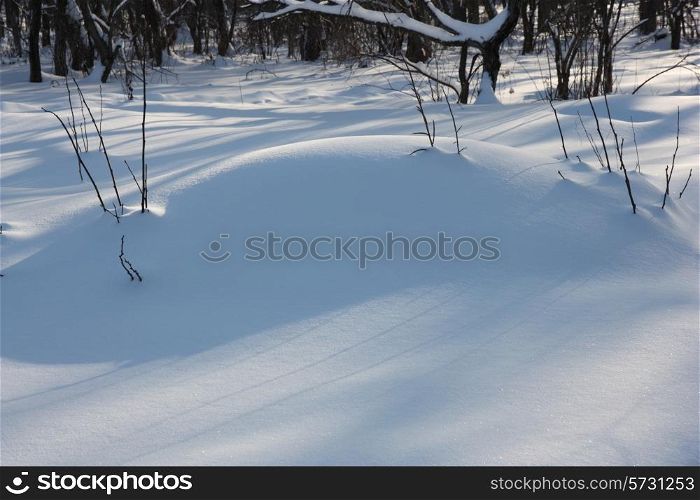 The big snowdrift in winter wood early in the morning