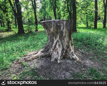 The big stump in the greenwood. Kharkov, Ukraine