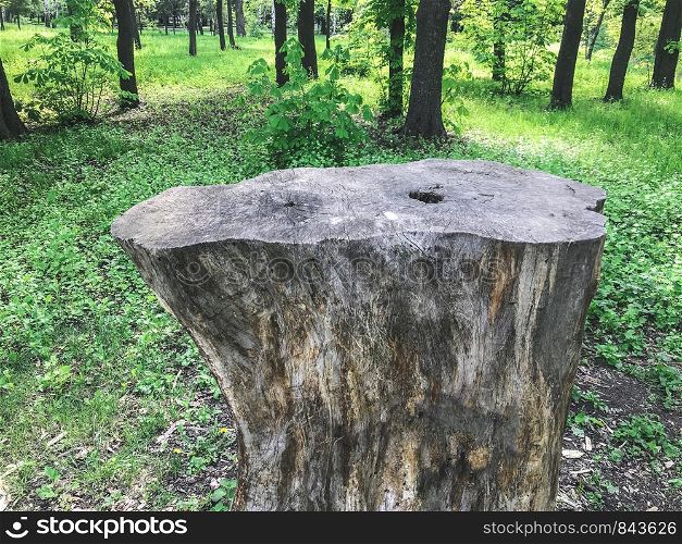 The big stump in the greenwood. Kharkov, Ukraine