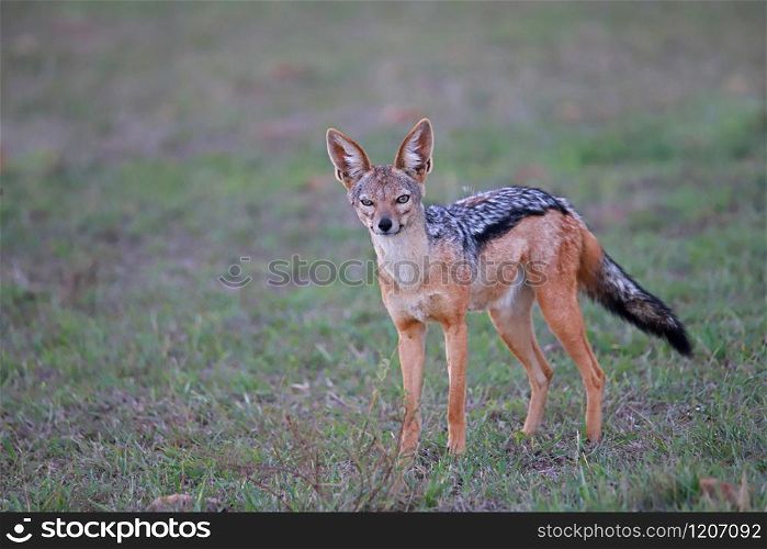 The black-backed jackal, Canis mesomelas, Maasai Mara National Reserve, Kenya