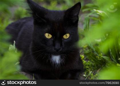 the black cat,cat with yellow eyes