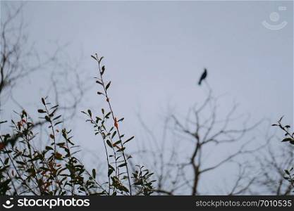 the black crow raven bird on the tree in the nature                               