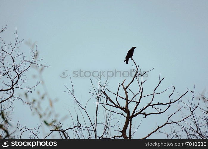 the black crow raven on the tree in the nature                               