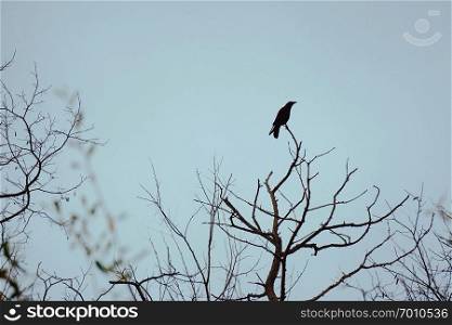 the black crow raven on the tree in the nature                               
