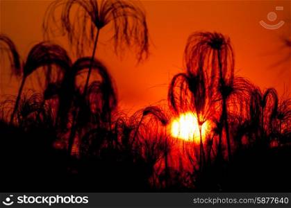 The black silhouette of papyrus plants are seen against the red sunset of the Okavango Delta in Botswana.