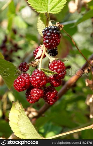 The blackberry with soft green leaves background