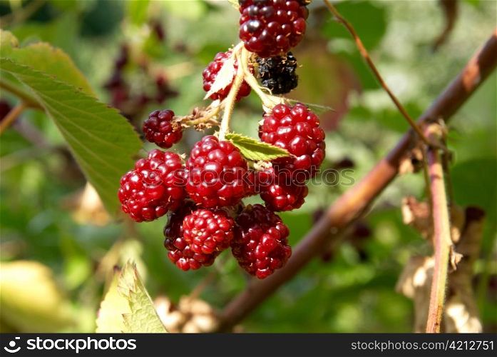 The blackberry with soft green leaves background