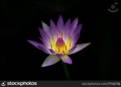 The blooming beautiful lotus purple petal yellow pollen flower isolated on black background