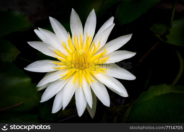 The blooming beautiful lotus white petal yellow pollen flower on black background