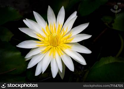 The blooming beautiful lotus white petal yellow pollen flower on black background