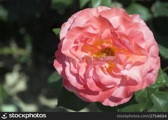The blossom pink rose on effective blur a background