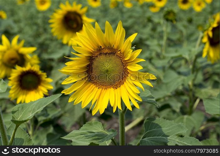 the blossomed beautiful sunflowers in the field