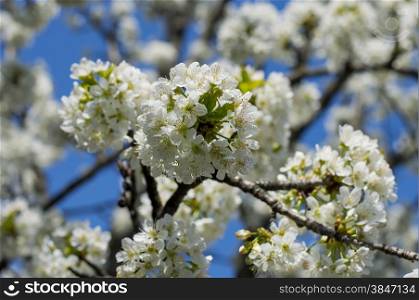 the blossoming branches of a fruit tree, spring blossoming time, against the blue sky