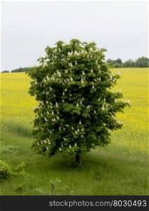 the blossoming chestnut against the rape field, a subject the nature
