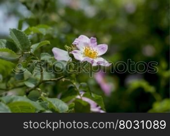 the blossoming dogrose, branch with a flower, a subject flowers