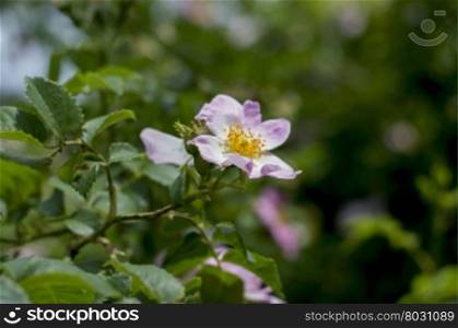 the blossoming dogrose, branch with a flower, a subject flowers