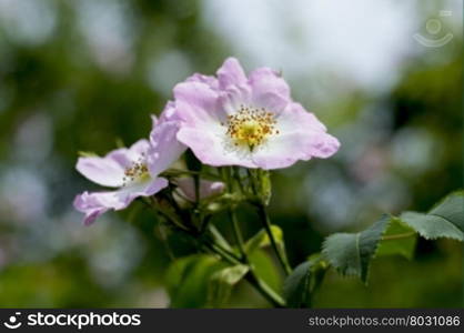 the blossoming dogrose, fragment a macro branch with a flower, a subject flowers