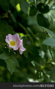 the blossoming dogrose, pink flower among leaves, a subject flowers