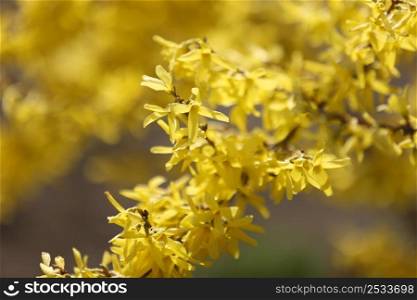 The blossoming Forsythia branch with yellow bright flowers, a close up macro it is horizontally. Forsythia. Oleaceae Family. Copy space. The blossoming Forsythia branch with yellow bright flowers, a close up macro it is horizontally. Forsythia. Oleaceae Family. Copy space.