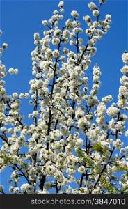 the blossoming fruit tree against the sky, the blue sky