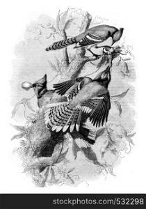 The Blue Jay, vintage engraved illustration. Magasin Pittoresque 1852.