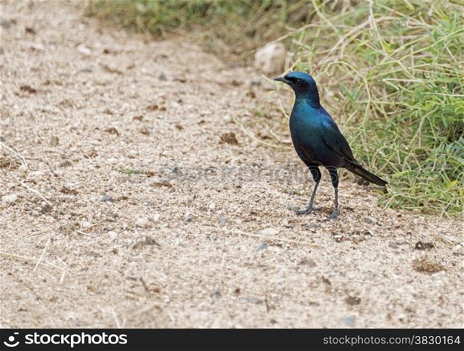 the blue Lamprotornis chalybaeus or Greater Blue eared Starling bird in kruger national park