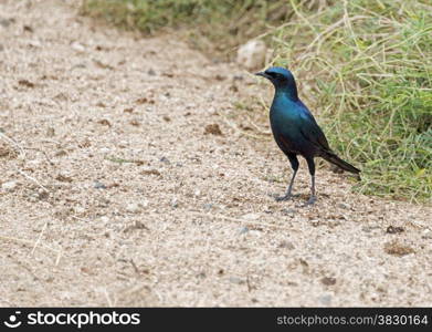 the blue Lamprotornis chalybaeus or Greater Blue eared Starling bird in kruger national park